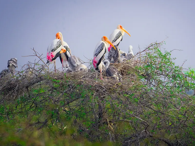 Nellai Wildlife Sanctuary